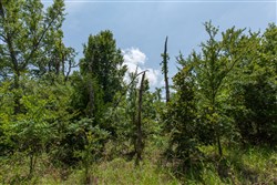property photo for Timber Ridge Tract 63, 2.5 acres for sale in McIntosh County, Oklahoma