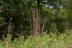property photo for Timber Ridge Tract 7, 2.57 acres for sale in McIntosh County, Oklahoma