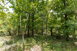 property photo for Timber Ridge Tract 9, 2.57 acres for sale in McIntosh County, Oklahoma