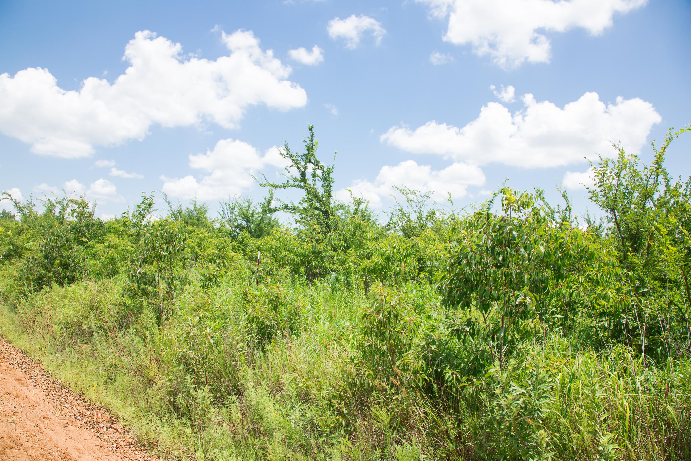 Tract 10 at Deep Fork Ranch in Okfuskee County, Oklahoma