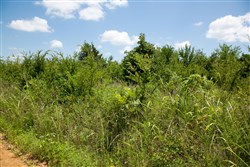 property photo for Deep Fork Ranch Tract 14, 4.97 acres for sale in Okfuskee County, Oklahoma