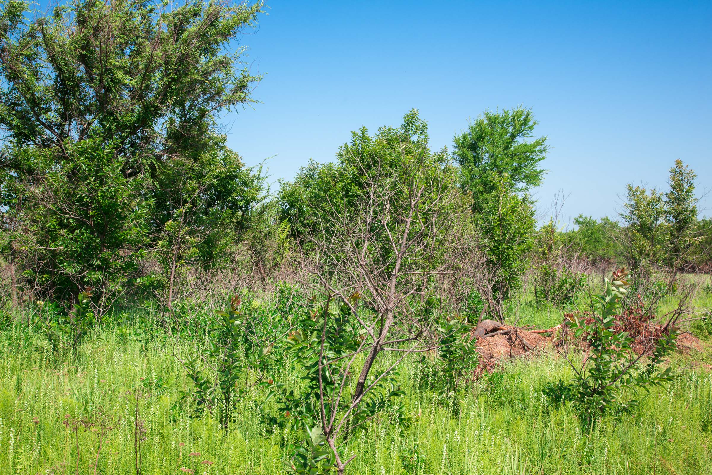 Tract 17 at Deep Fork Ranch in Okfuskee County, Oklahoma
