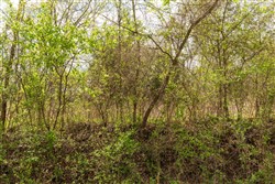 Moonrise Meadows Tract 23