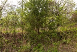 Moonrise Meadows Tract 23