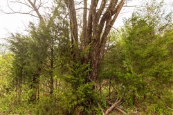 property photo for Moonrise Meadows Tract 24, 4.84 acres for sale in Okfuskee County, Oklahoma