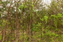 property photo for Moonrise Meadows Tract 24, 4.84 acres for sale in Okfuskee County, Oklahoma