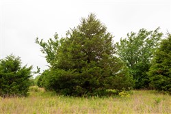 Moonrise Meadows Tract 4