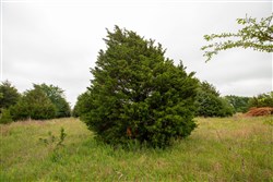 property photo for Moonrise Meadows Tract 5, 6.18 acres for sale in Okfuskee County, Oklahoma