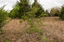property photo for Moonrise Meadows Tract 5, 6.18 acres for sale in Okfuskee County, Oklahoma