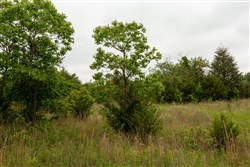property photo for Moonrise Meadows Tract 5, 6.18 acres for sale in Okfuskee County, Oklahoma