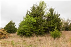 property photo for Moonrise Meadows Tract 5, 6.18 acres for sale in Okfuskee County, Oklahoma