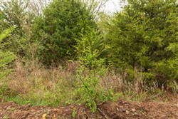 Moonrise Meadows Tract 6