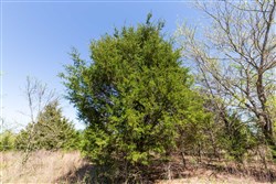 Prairie Grove Tract 11