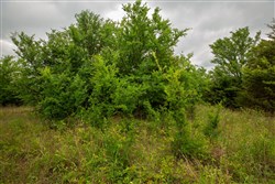 Prairie Grove Tract 11