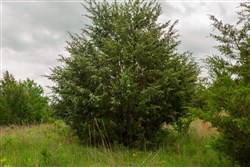 Prairie Grove Tract 12