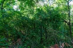 Prairie Grove Tract 16