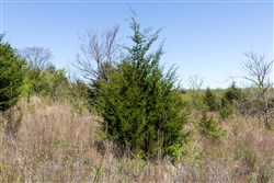 Prairie Grove Tract 16