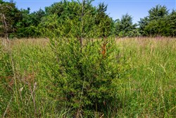 Prairie Grove Tract 19