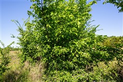 Prairie Grove Tract 25