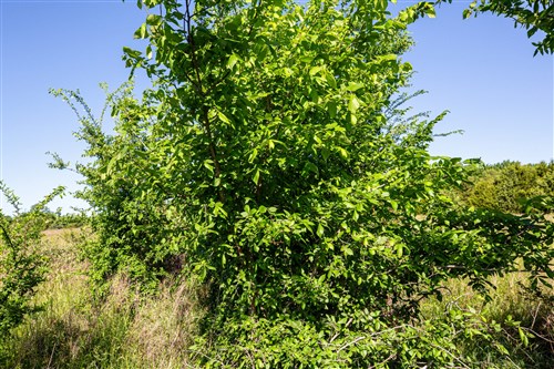 Prairie Grove Tract 25