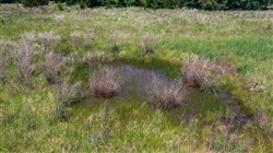 property photo for Prairie Grove Tract 26, 7.38 acres for sale in Okfuskee County, Oklahoma