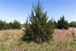 property photo for Prairie Grove Tract 26, 7.38 acres for sale in Okfuskee County, Oklahoma