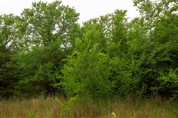 Prairie Grove Tract 8