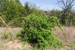 Prairie Grove Tract 8