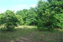 property photo for Silver Moon Ranch Tract 1, 5 acres for sale in Okfuskee County, Oklahoma