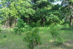 property photo for Silver Moon Ranch Tract 1, 5 acres for sale in Okfuskee County, Oklahoma