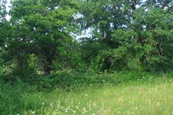 property photo for Silver Moon Ranch Tract 1, 5 acres for sale in Okfuskee County, Oklahoma