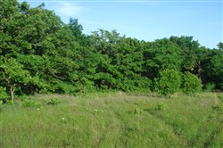 property photo for Silver Moon Ranch Tract 10, 13.43 acres for sale in Okfuskee County, Oklahoma