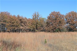 property photo for Silver Moon Ranch Tract 16, 20 acres for sale in Okfuskee County, Oklahoma