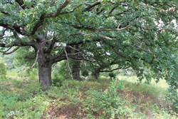 property photo for Silver Moon Ranch Tract 3, 5 acres for sale in Okfuskee County, Oklahoma
