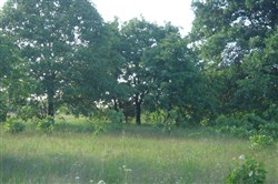 property photo for Silver Moon Ranch Tract 7, 12.3 acres for sale in Okfuskee County, Oklahoma