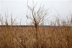 Canadian Plains Tract 37