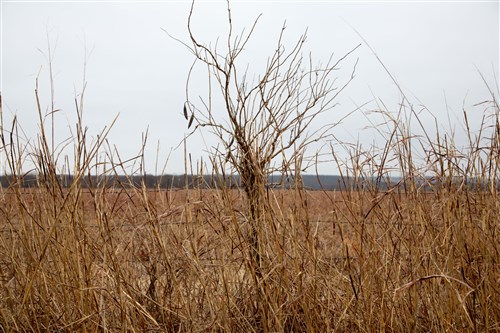 Canadian Plains Tract 37