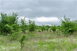 Harmony Hills Tract 1