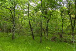 property photo for Harmony Hills Tract 10, 5.25 acres for sale in Pittsburg County, Oklahoma