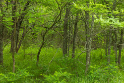 property photo for Harmony Hills Tract 10, 5.25 acres for sale in Pittsburg County, Oklahoma