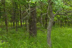 property photo for Harmony Hills Tract 10, 5.25 acres for sale in Pittsburg County, Oklahoma