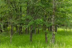 property photo for Harmony Hills Tract 10, 5.25 acres for sale in Pittsburg County, Oklahoma