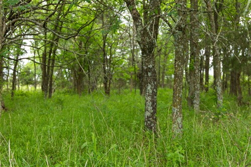 Harmony Hills Tract 11