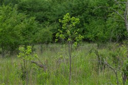 Harmony Hills Tract 2