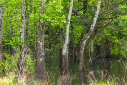 property photo for Harmony Hills Tract 20, 5.68 acres for sale in Pittsburg County, Oklahoma