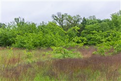 Harmony Hills Tract 21