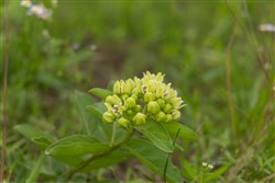 Harmony Hills Tract 29