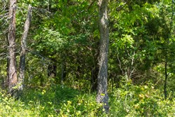 Harmony Hills Tract 34