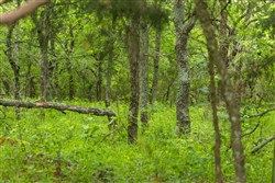 Harmony Hills Tract 8