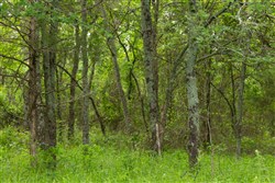 Harmony Hills Tract 9